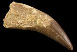 Fossil Plesiosaur (Zarafasaura) Tooth - Morocco #81556-1